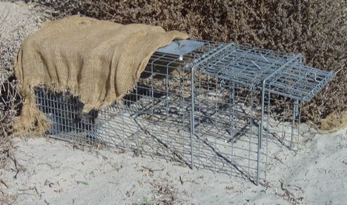 The Essential Guide to Choosing and Using Possum Traps for Effective