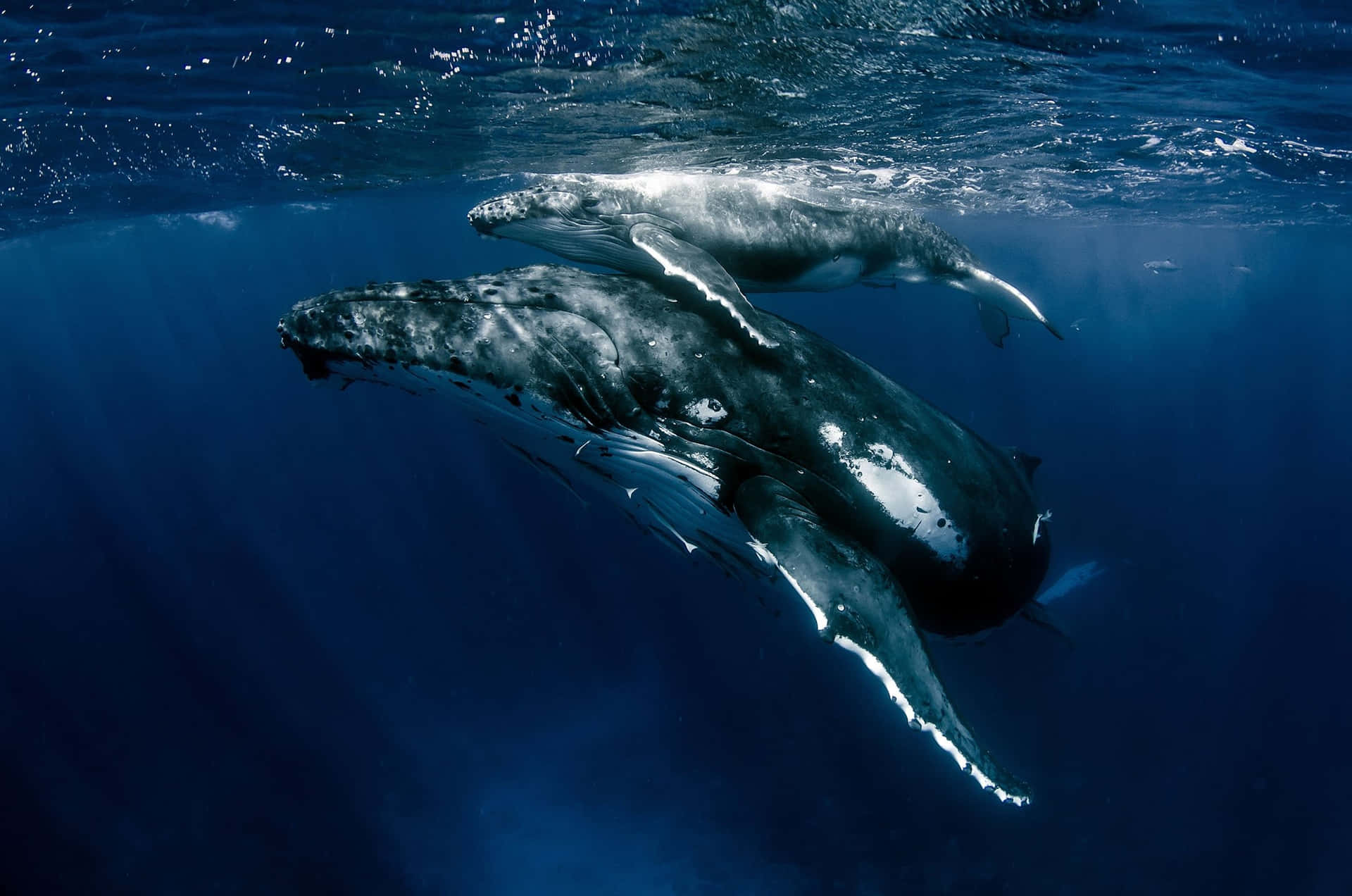 Download Humpback Whale Majesty Underwater Wallpaper | Wallpapers.com